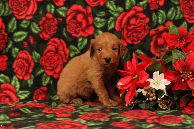 puppy, for, sale, Mini Goldendoodle F1, Matthew B. Stoltzfus, dog, breeder, Gap, PA, dog-breeder, puppy-for-sale, forsale, nearby, find, puppyfind, locator, puppylocator, aca